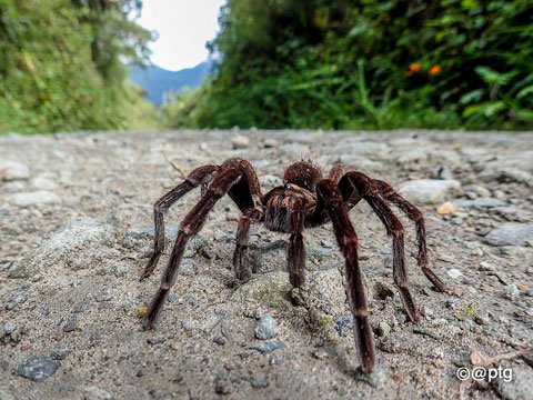 Tarantula